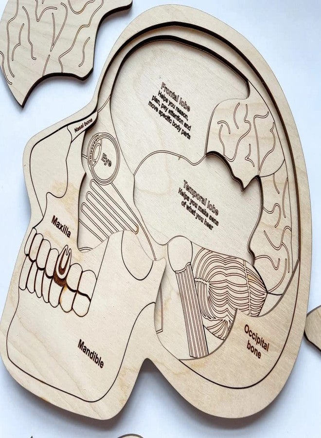 Haoser Wonder of The Brain Puzzle | Montessori Puzzle | Wooden Puzzle | Anatomy Puzzle | Brain Puzzle | Science Puzzle |Kids Puzzles & Science Toys - Image 3